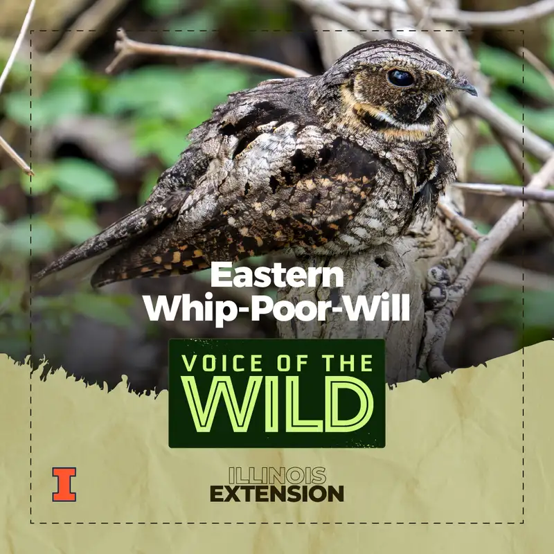 Episode 96: Eastern Whip-Poor-Will – Voice of the Wild
