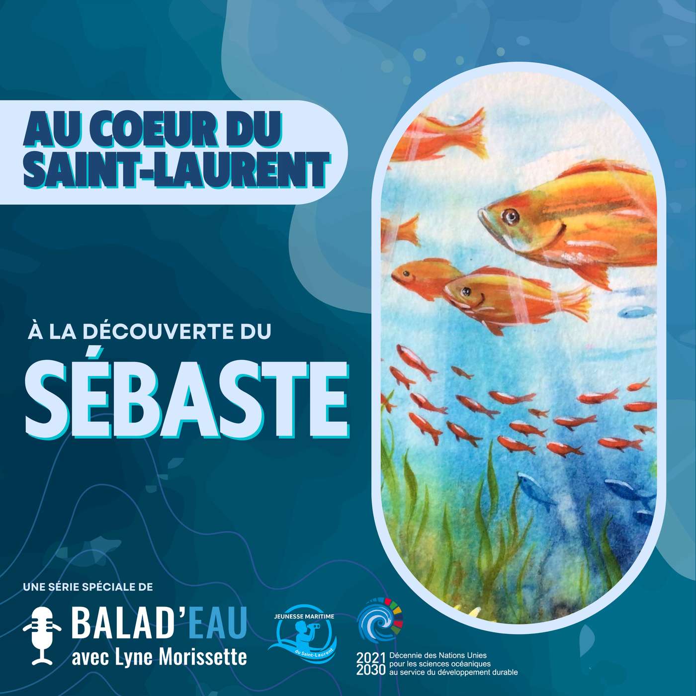 AU COEUR DU SAINT-LAURENT: à la découverte du SÉBASTE ATLANTIQUE