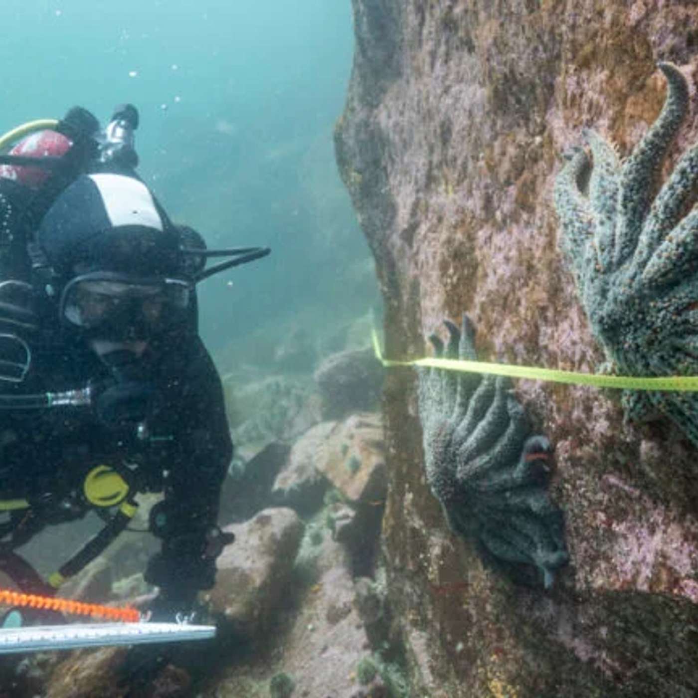 Bacterium Identified in Sea Star Disease, Synchron Revolutionizes Assistive Tech, Colorectal Cancer Screenings Rise, NASA's Europa Clipper Tests Radar, and more...