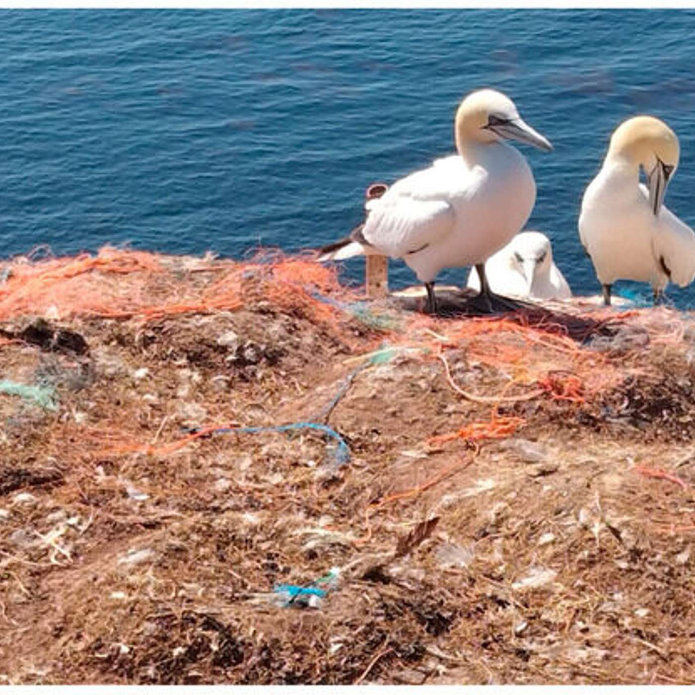 Breakthrough in High-Entropy Alloys, Revolutionizing Energy Storage Now, Microplastics Found in Brain, New Hope for Long COVID, and more...