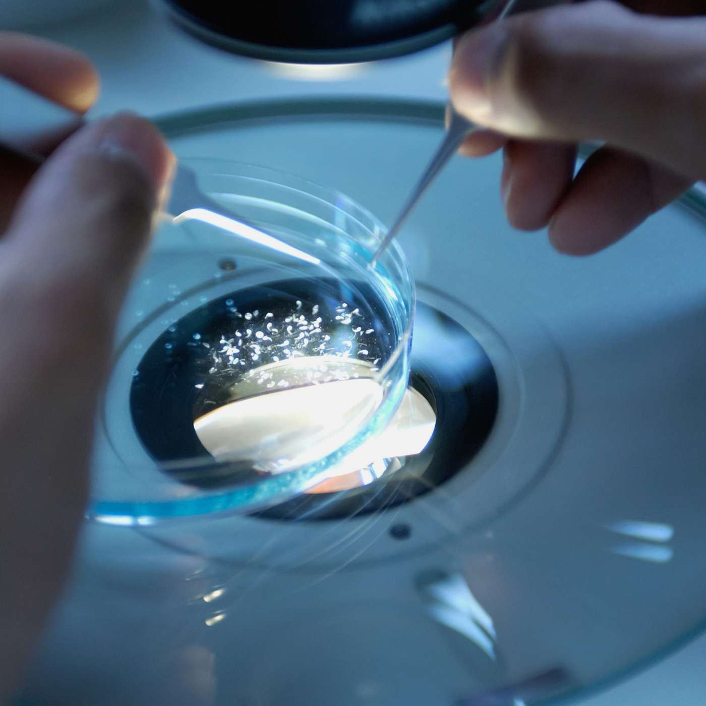 Brain Stimulation Enhances Math Learning, Leukemia-on-a-Chip Revolutionizes Treatment, Brain Cells Harness Fat for Energy, Funding Cuts Endanger Women's Health Study, and more...