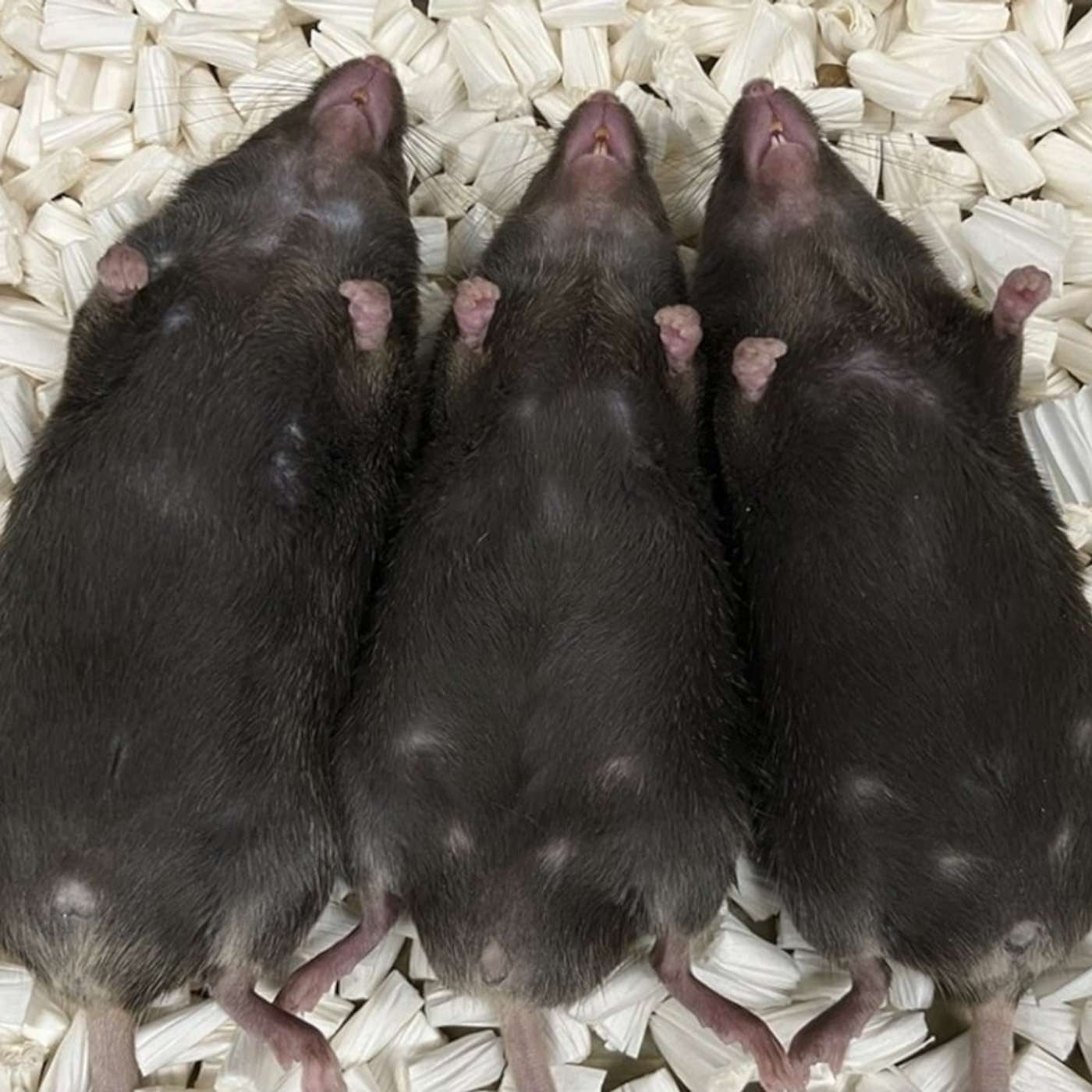 Baby KJ Thrives After CRISPR Treatment, Iron Deficiency Alters Mouse Offspring, Staffing Cuts Risk Hurricane Forecasts, Neutrophils Fuel Breast Cancer Growth, and more...