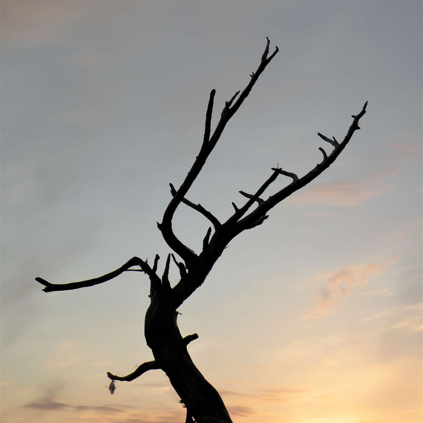 Karmels hage på St Rita Radio