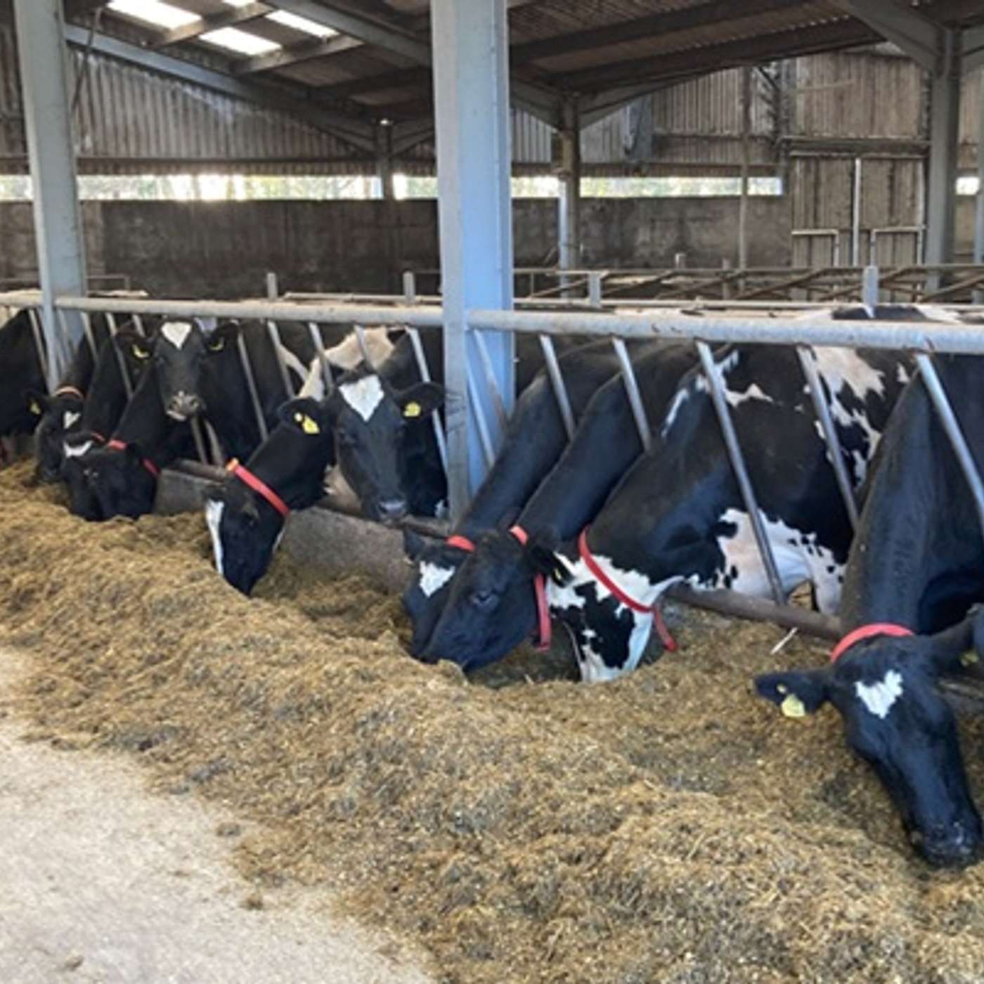 Winter Feeding Efficiency with Martina Gormley
