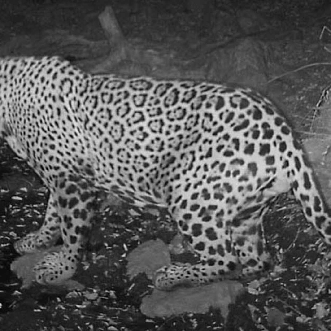 Jaguars and Resilience in the Borderlands: A Podcast with Russ McSpadden episode artwork