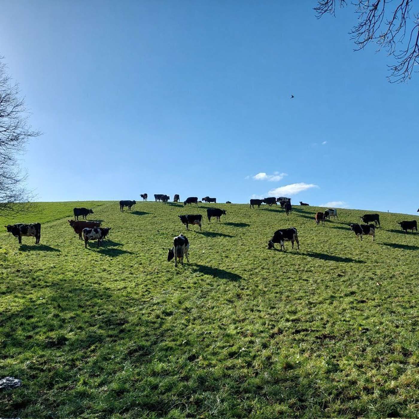 Matching stocking rate and feed supply to annual grass growth profile