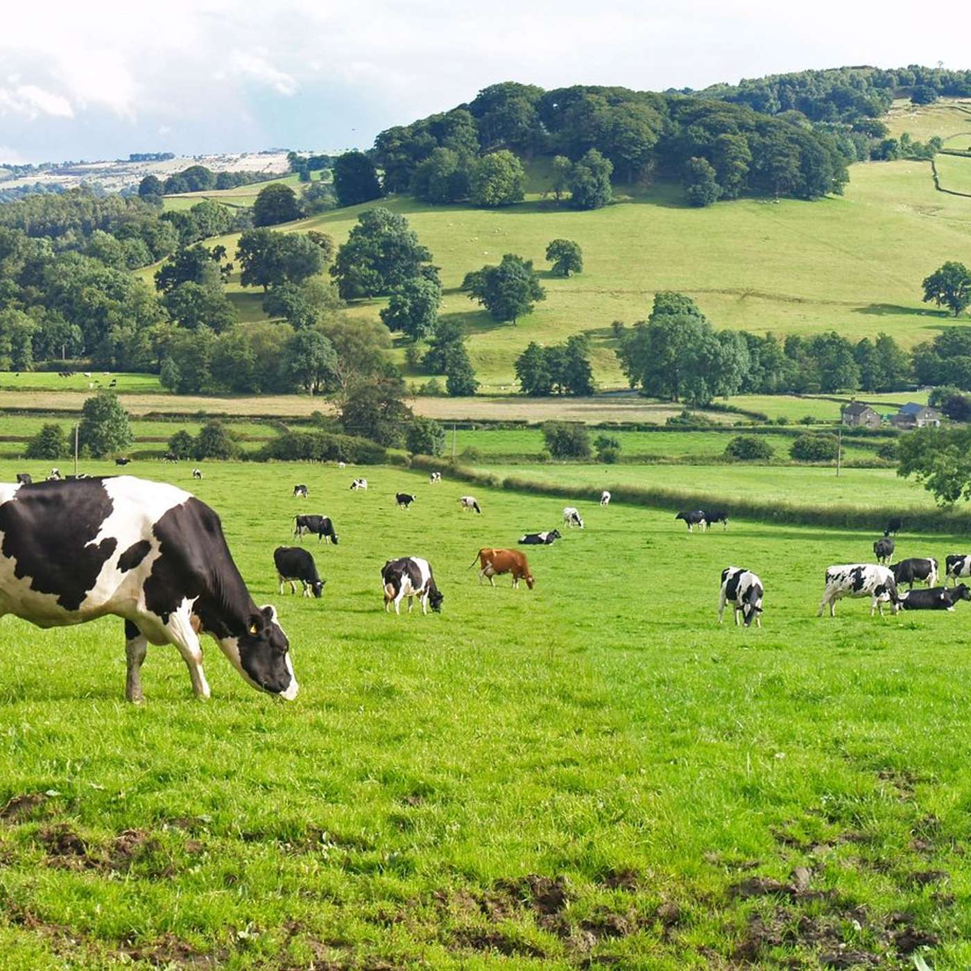 Joe Patton on how to make dairy farming more robust for the future