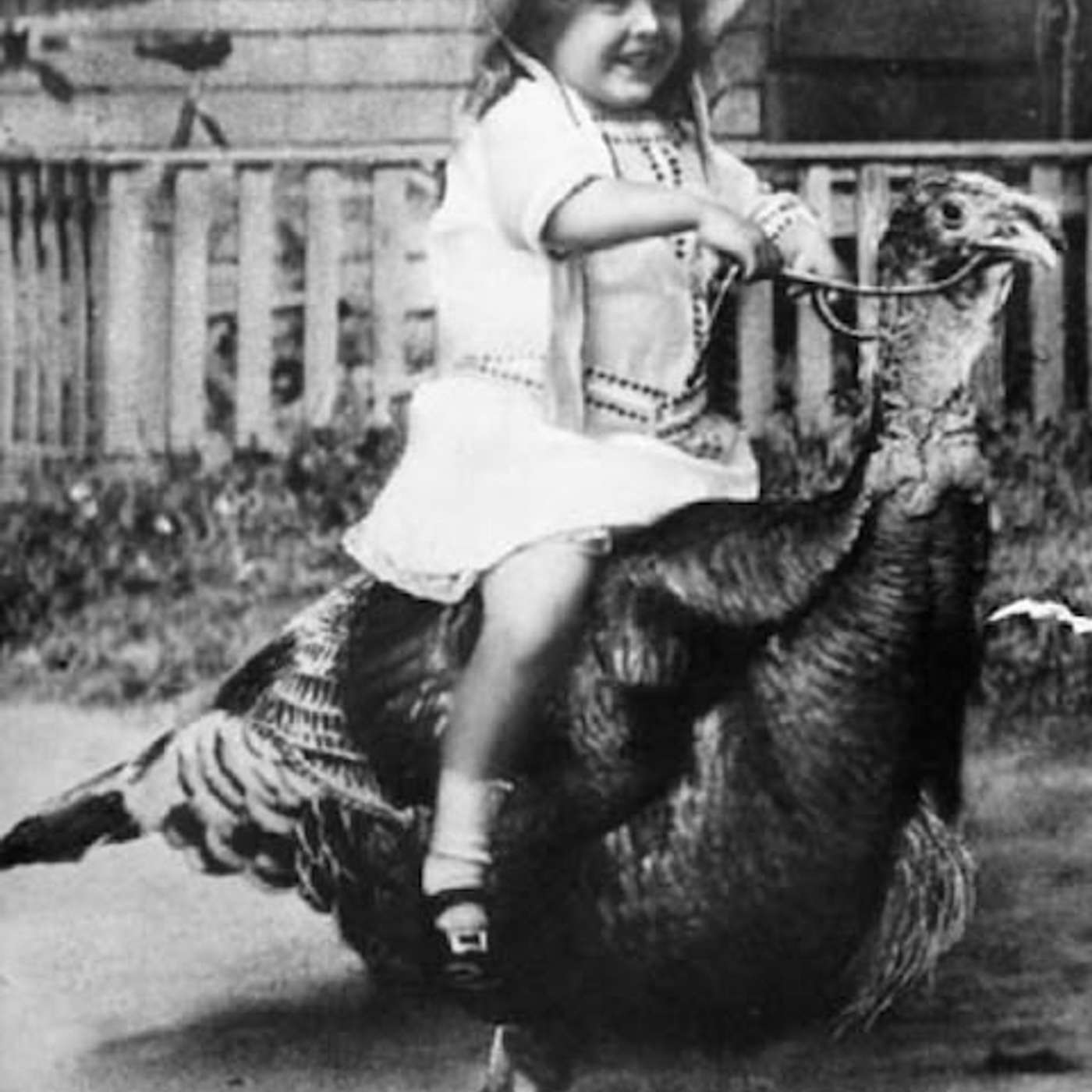 Wattles Among Us Wattles Among Us