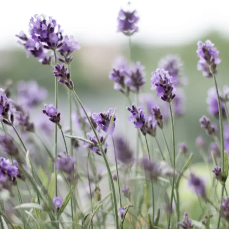 Karmels hage | Trosbekjennelsen | Episode 31 | «Jeg tror på Jesus Kristus»