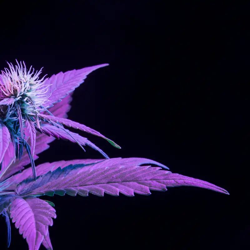 Ep. 234 - Update on Vape Lawsuite in Texas 