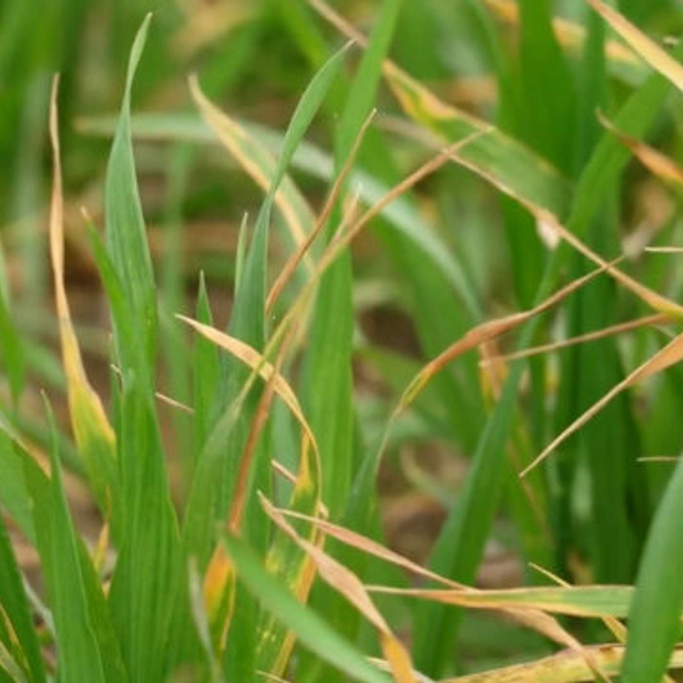 Choosing Wheat Varieties for 2026 – Is Yellow Rust a Concern? Choosing Wheat Varieties for 2026 – Is Yellow Rust a Concern?