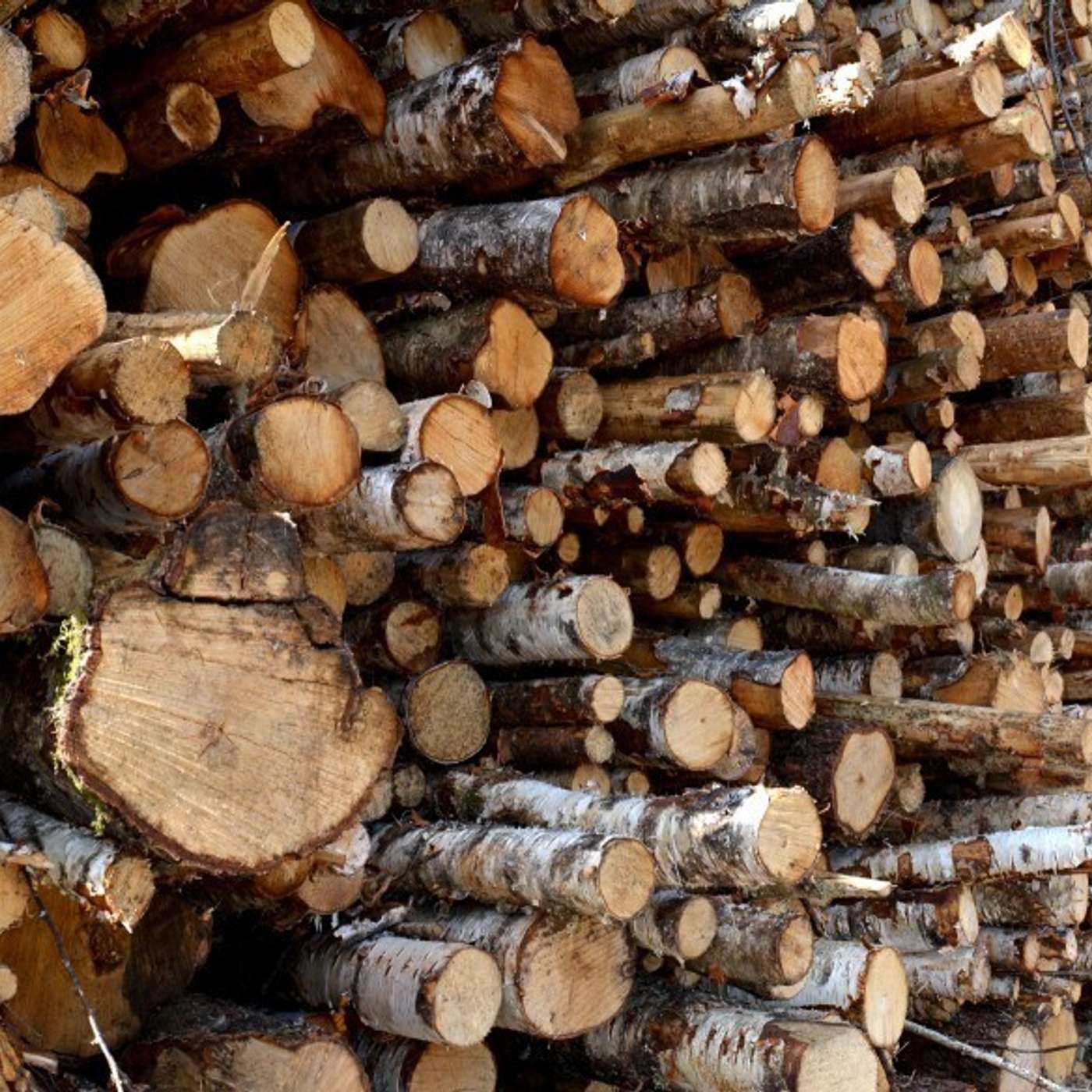 Американские инвесторы уходят из архангельских лесов