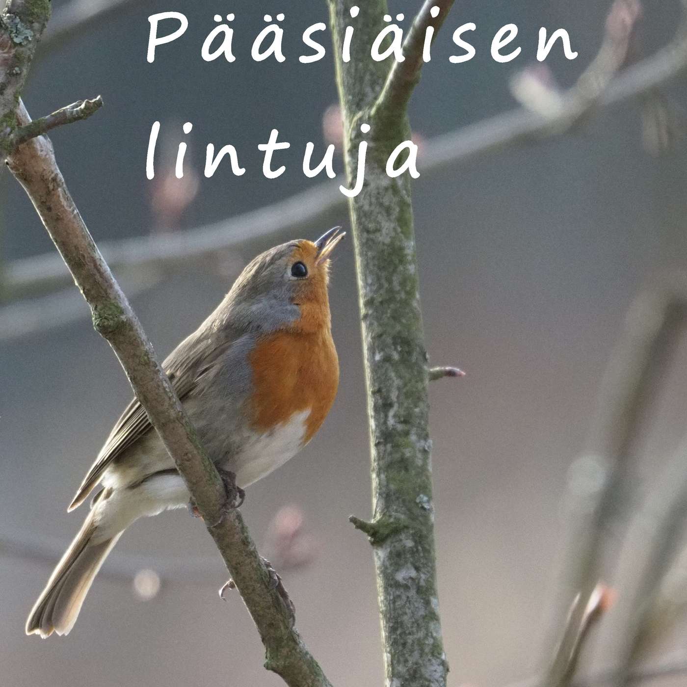 Punarinta, Jumalan pieni köyhä episode artwork