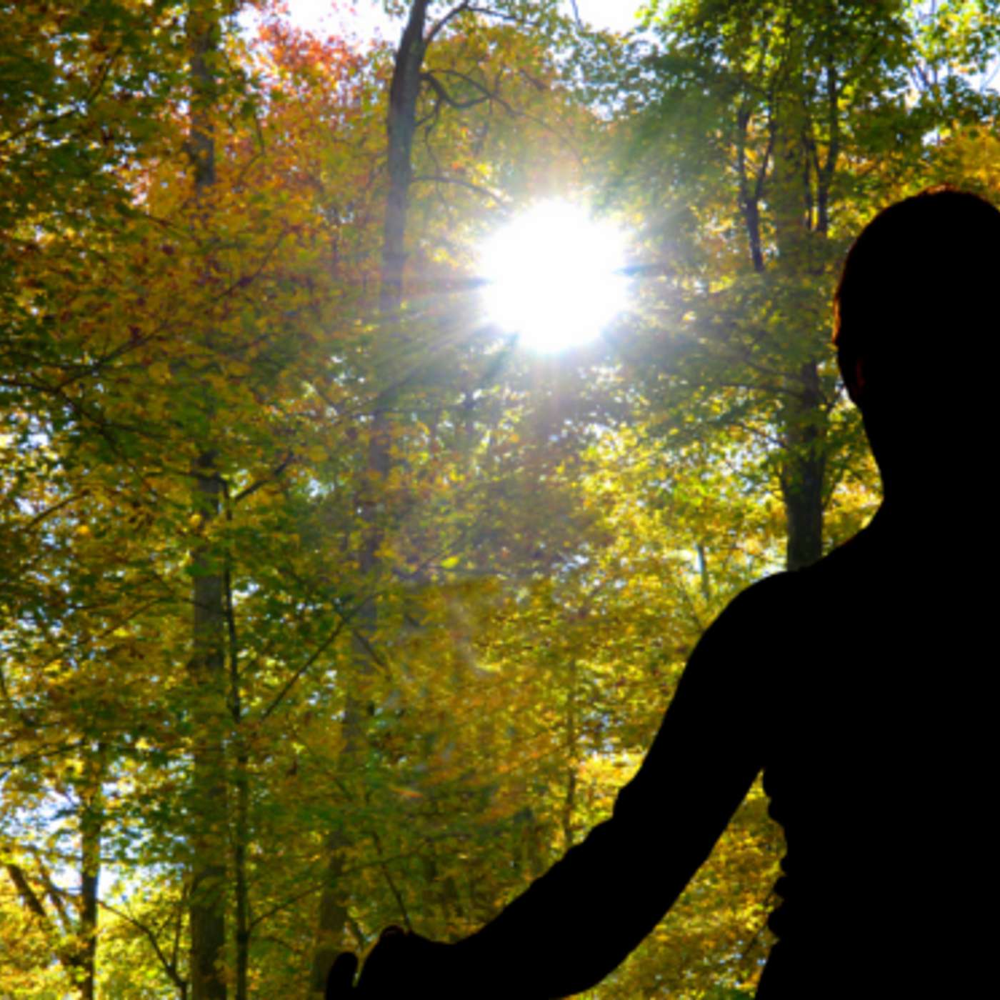 שינרין יוקו - מקלחת יער | 森林浴, 森林 | cover art