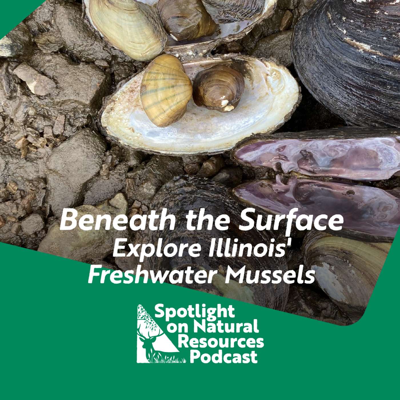 Beneath the Surface: Exploring Illinois' Freshwater Mussels