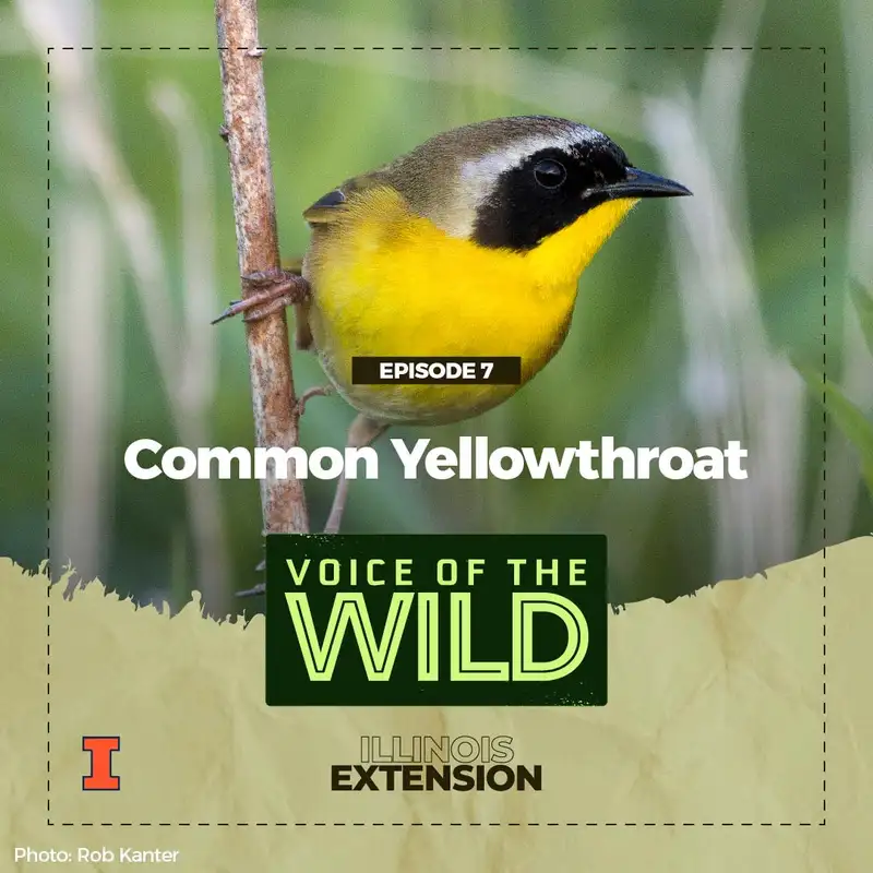 Episode 7: Common Yellowthroat – Voice of the Wild