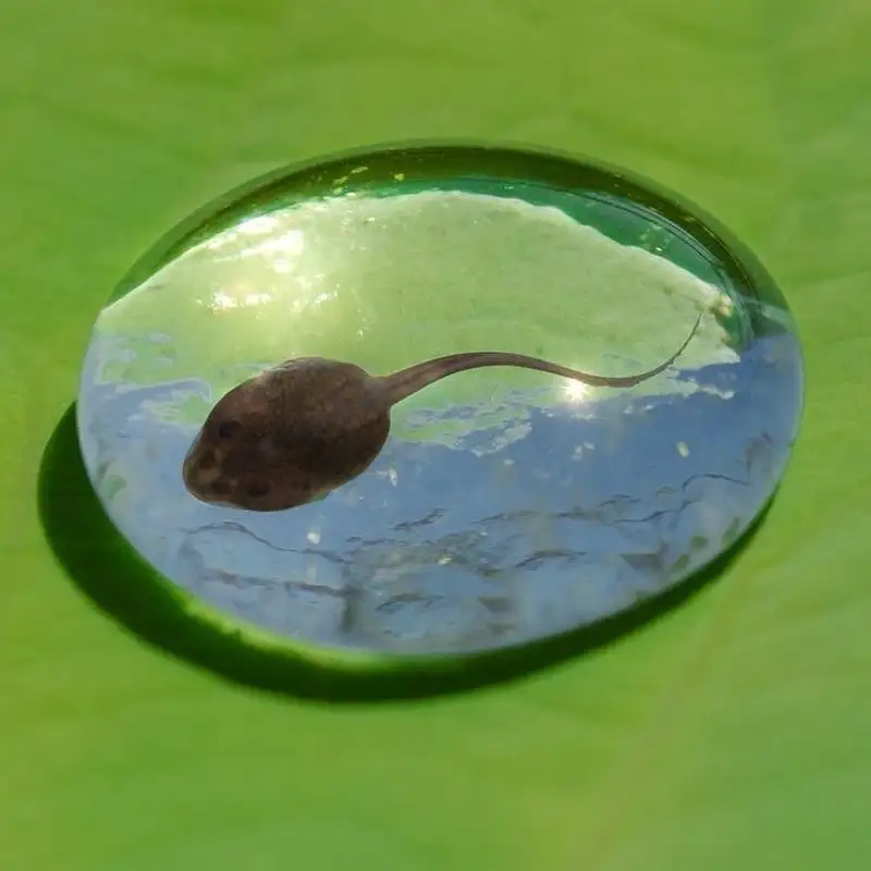 Mini - Huge Tadpole