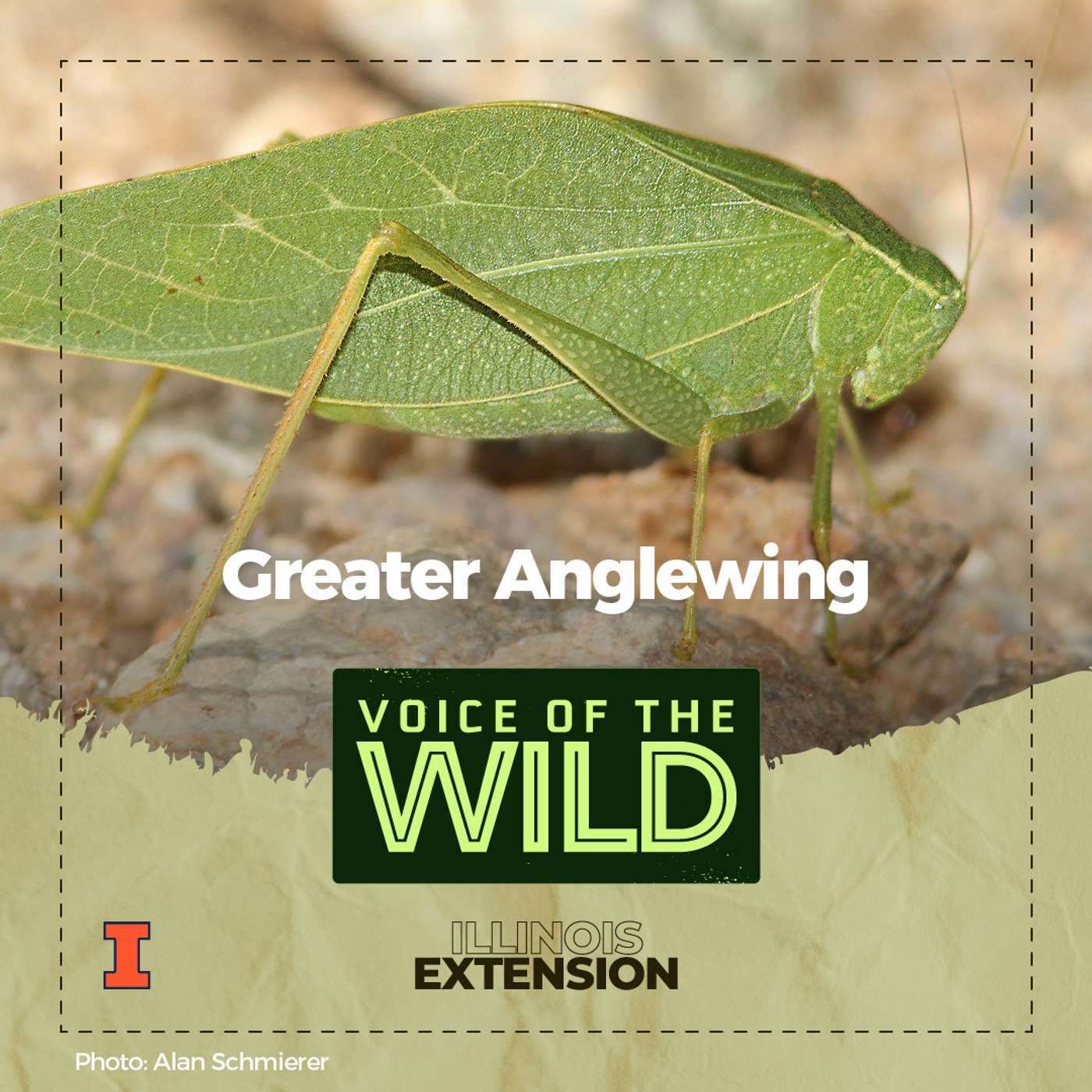 Episode 24: Greater Anglewing – Voice of the Wild episode artwork