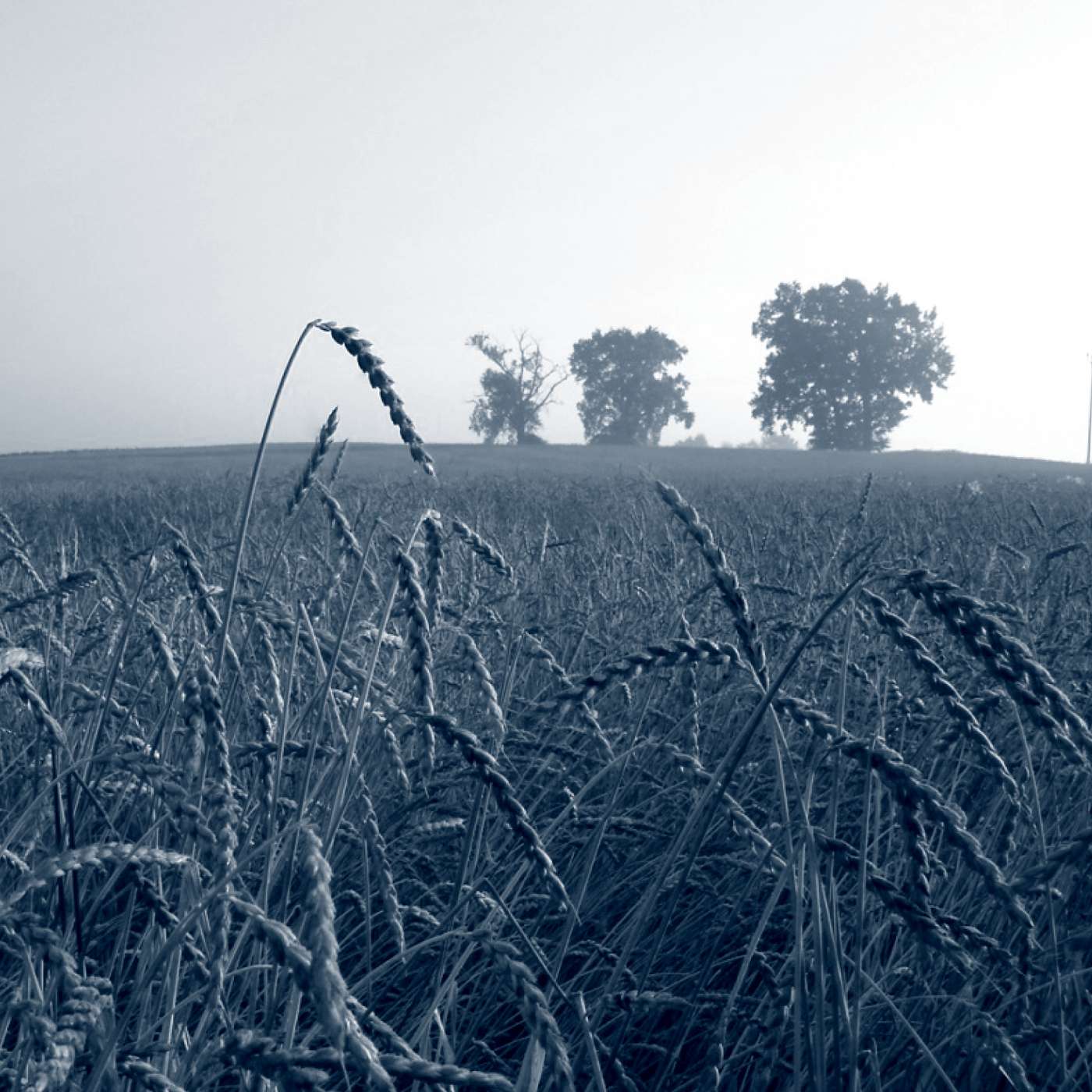 Chiemgau kulinarisch - Der Food-Podcast aus dem Voralpenland