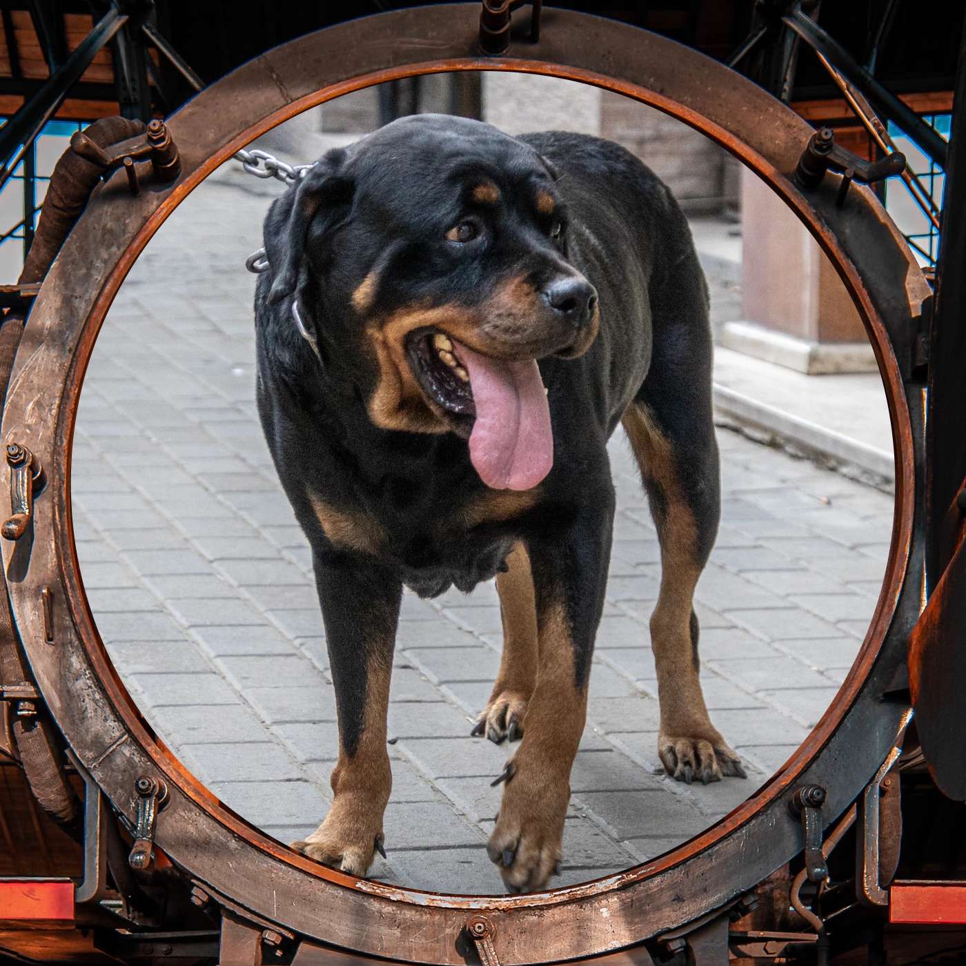 A Daring Escape A Daring Escape