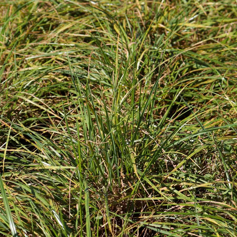 Nutrient management & cover crops: A research update across Minnesota