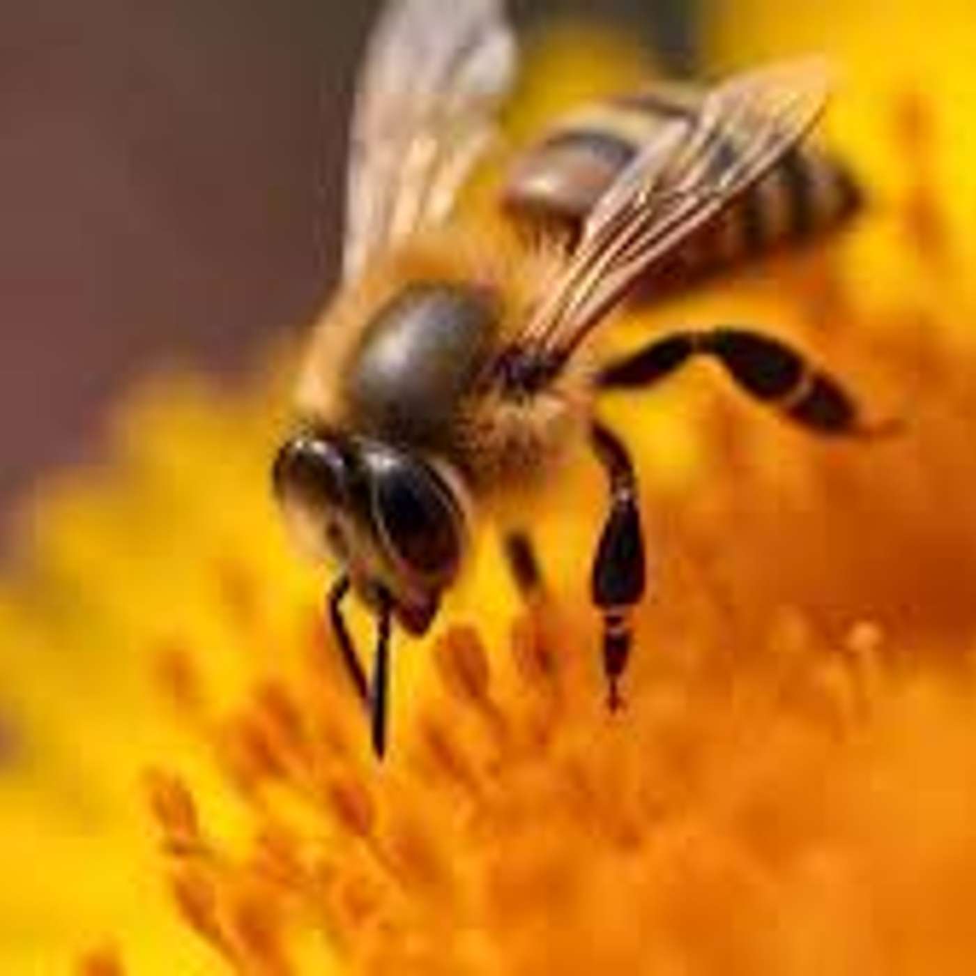 The Organic Farm Stand:  The Neo-Nics Are Here --  Save The Birds and Bees!