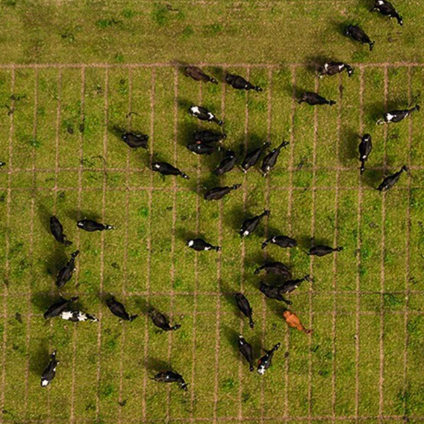 Detecting Chromosomal Abnormalities in Cattle