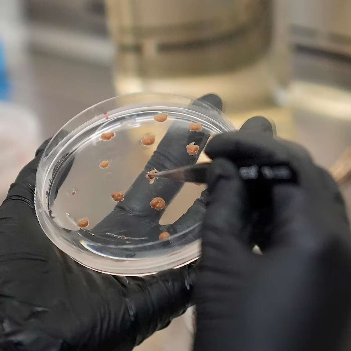 Lab-Grown Cocoa Revolutionizes Chocolate, Advanced Data Techniques Boost Energy Efficiency, RNA Shapes Butterfly Pigments, Trial Shows Risks of Stopping Beta-Blockers, and more...