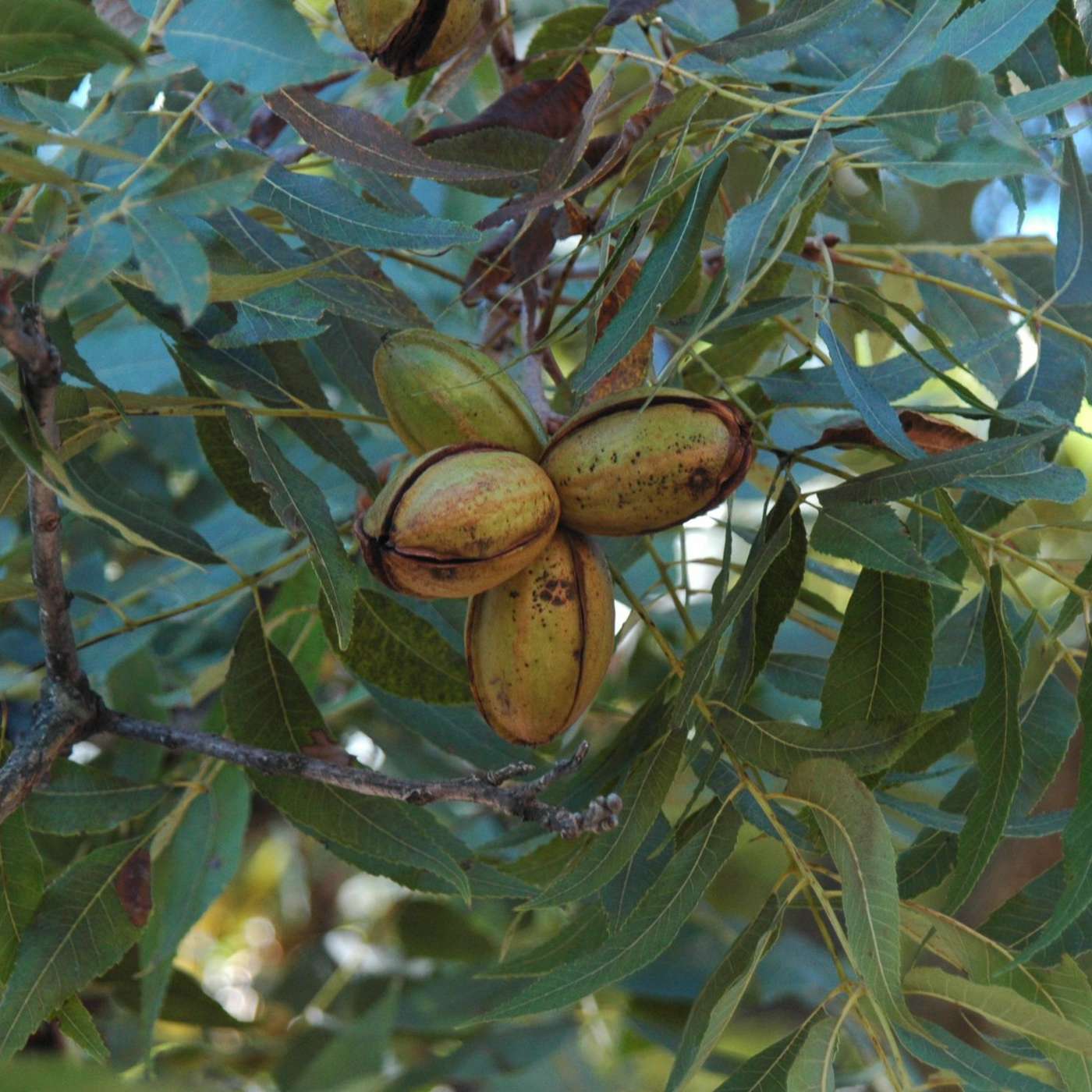 AgCast: Robert Carruthers On Pecans, Trade episode artwork