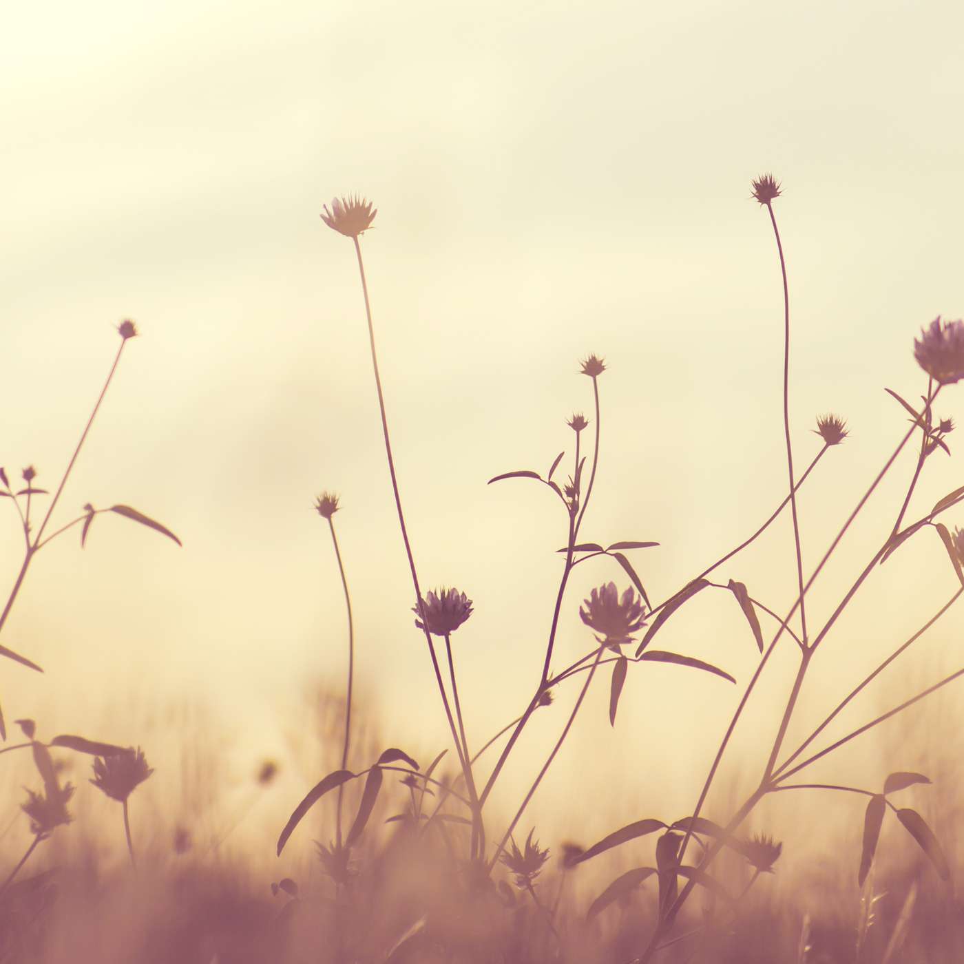 Karmels hage | Trosbekjennelsen | Episode 34 | «Inkarnasjon – heresier og presiseringer»