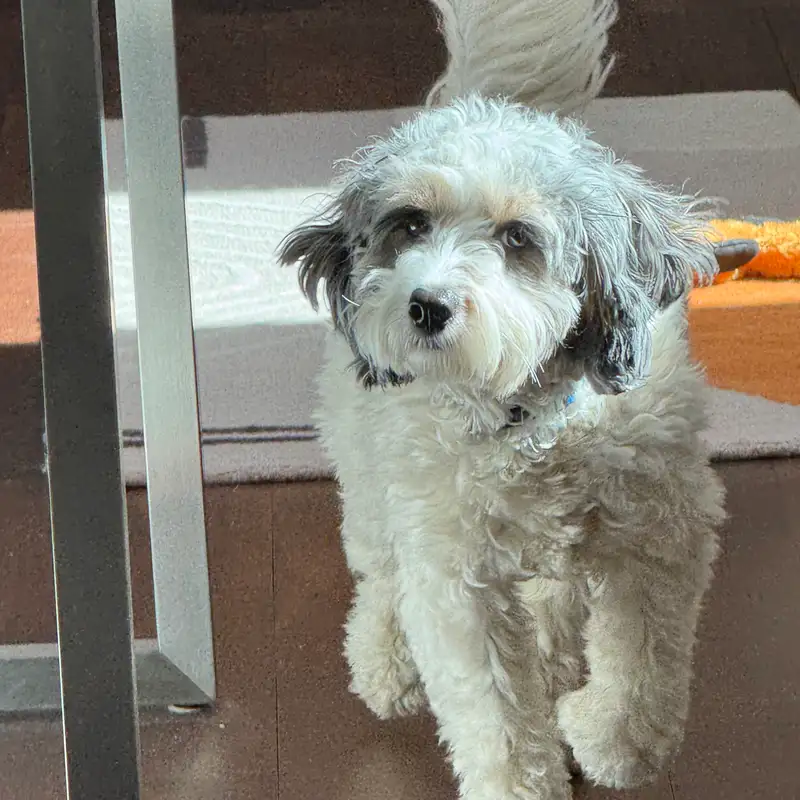  Things Only Dog Parents Understand