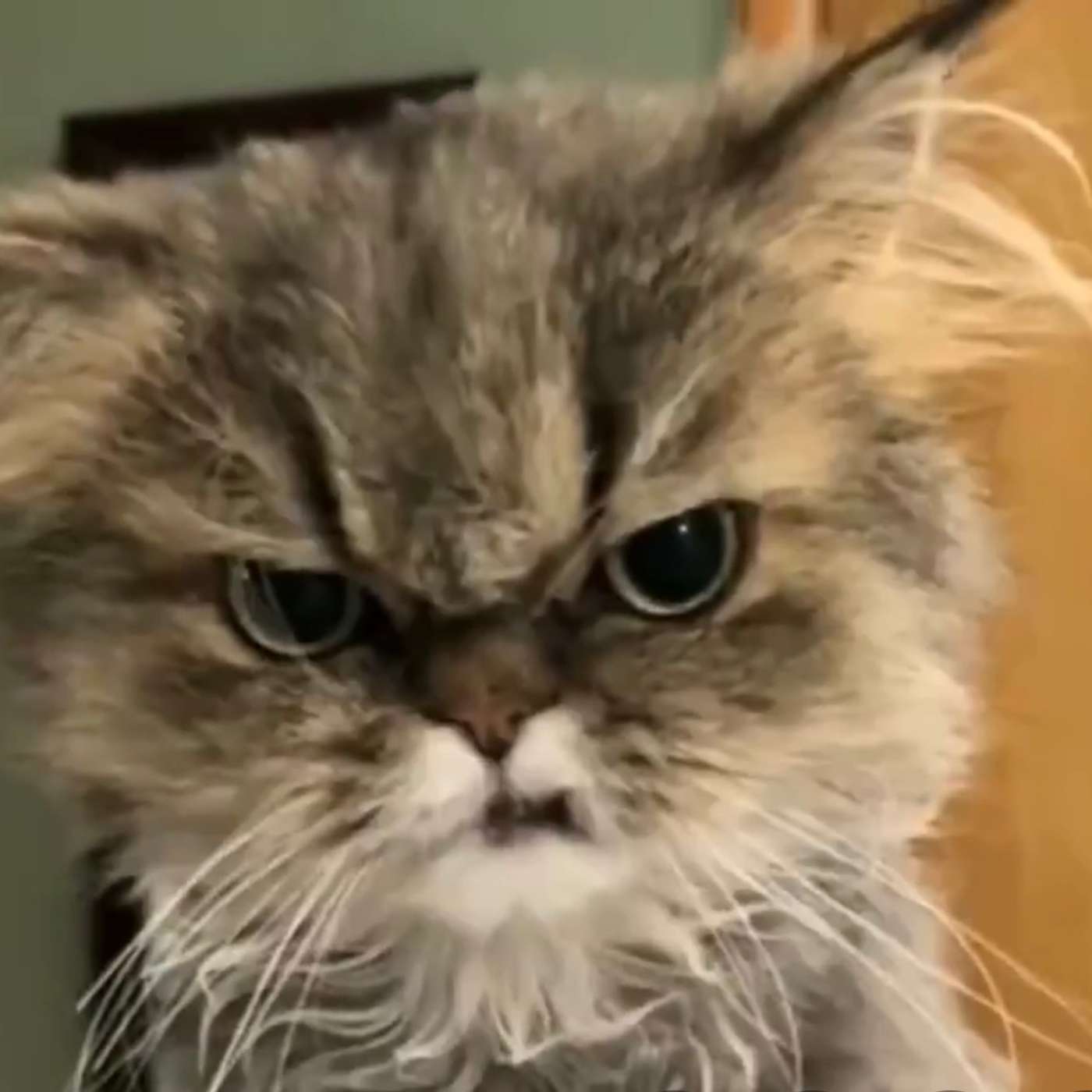 The Debbie Matthews Show