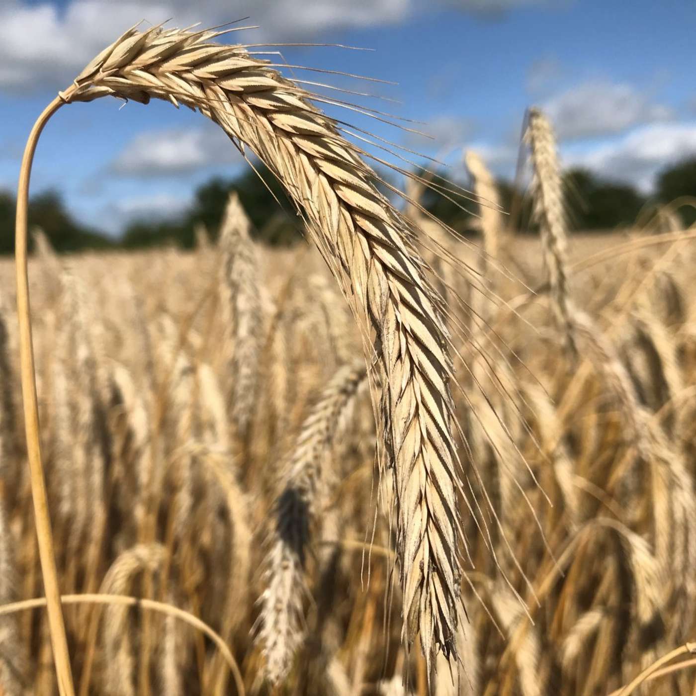 Rye margins are better than barley Rye margins are better than barley