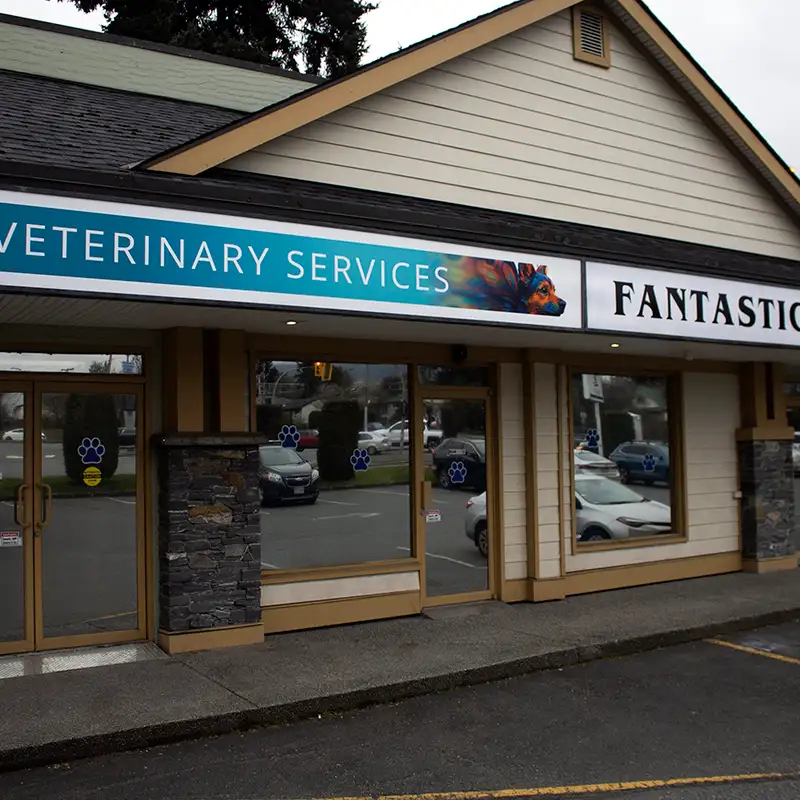 New low-cost vet care program opens in Nanaimo