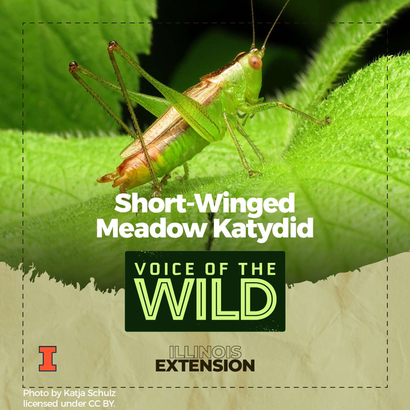 Episode 118: Short-Winged Meadow Katydid – Voice of the Wild episode artwork