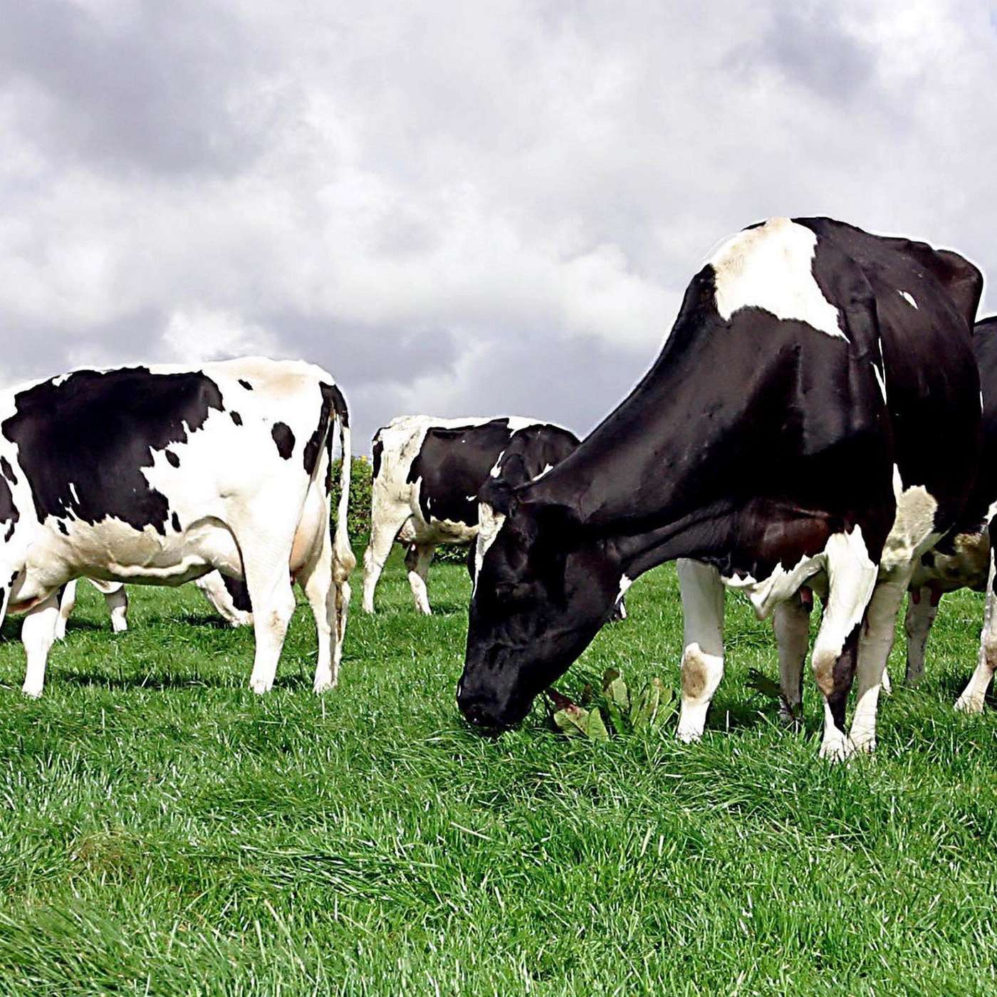 Examining Farm Incomes