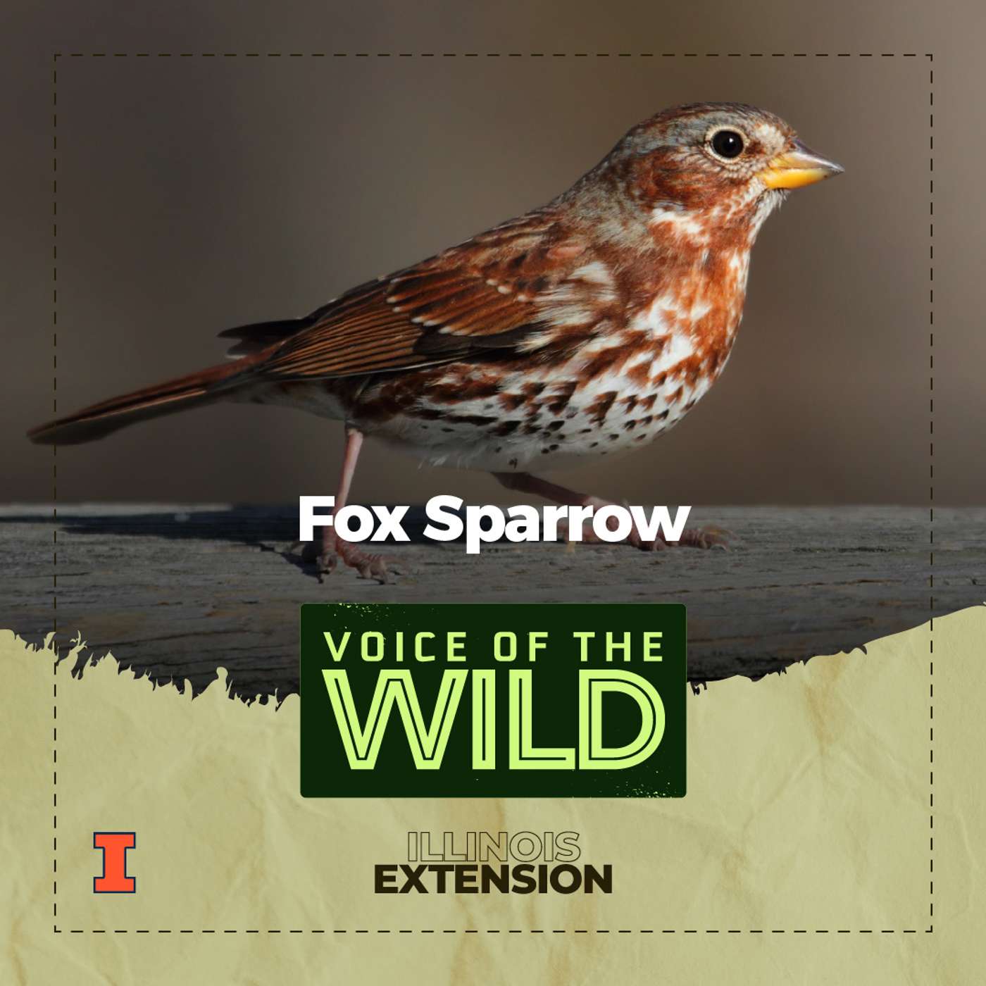 Episode 80: Fox Sparrow – Voice of the Wild