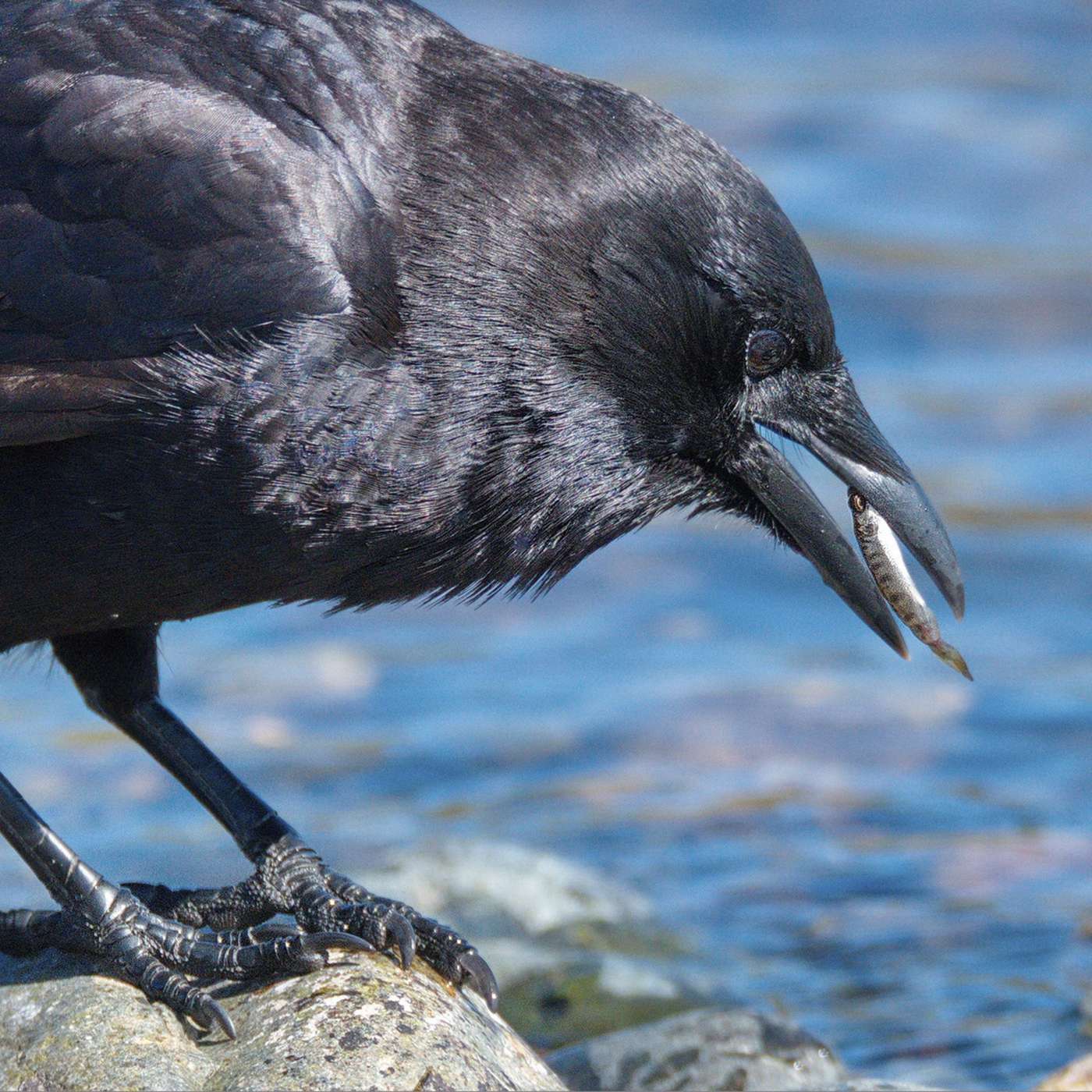 The Nature Photography Podcast