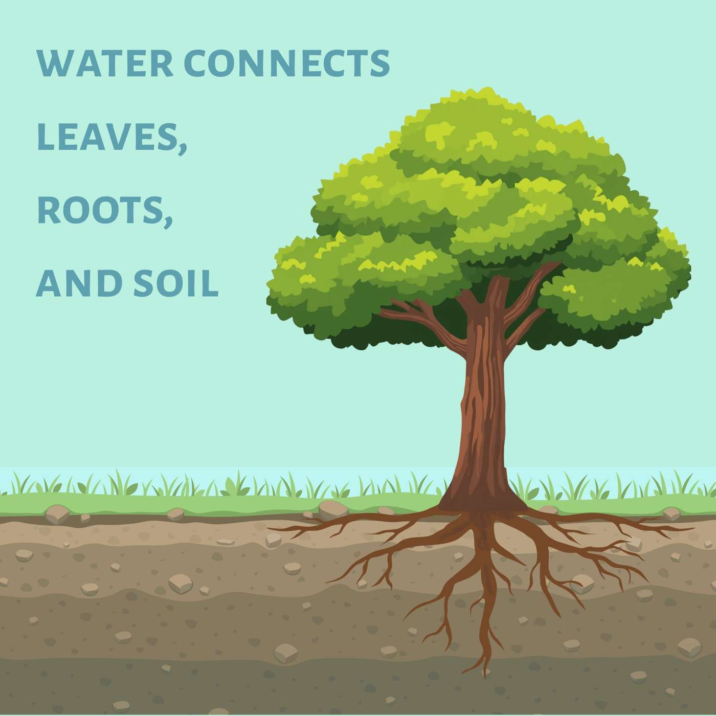 Watering and feeding fruit trees with Casey Clapp