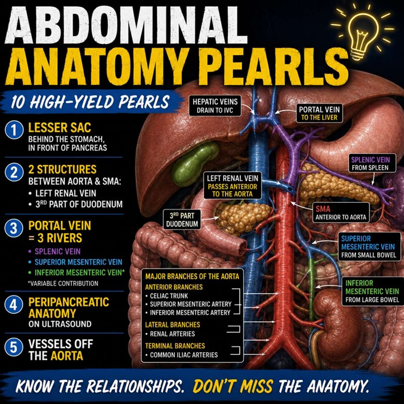 Episode 14: Abdominal Anatomy Pearls – Part 1 episode artwork
