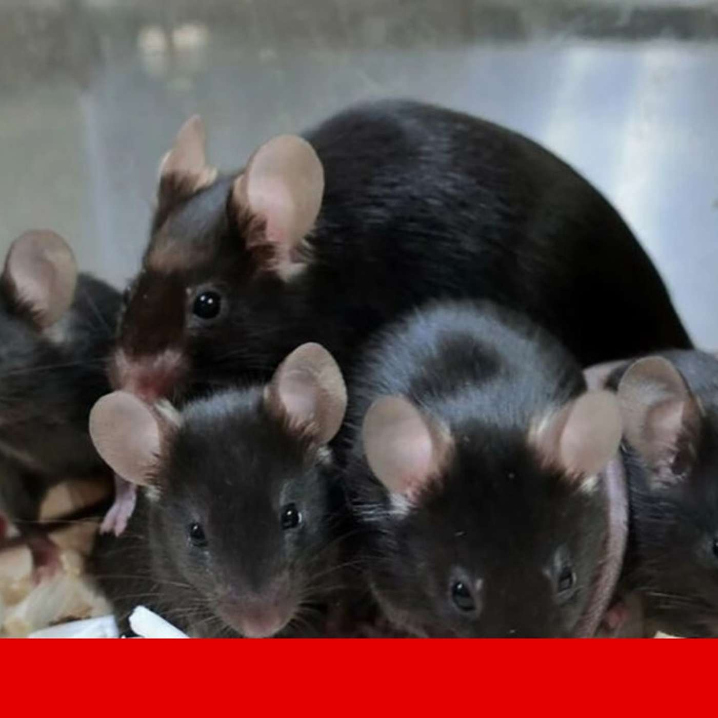 Chinese Scientists Pioneer Mice Breakthrough, Altermagnetism Revolutionizes Data Storage, Long Covid Affects Two-Thirds of Survivors, Barcelona University Introduces Quantum Teaching Tools, and more...
