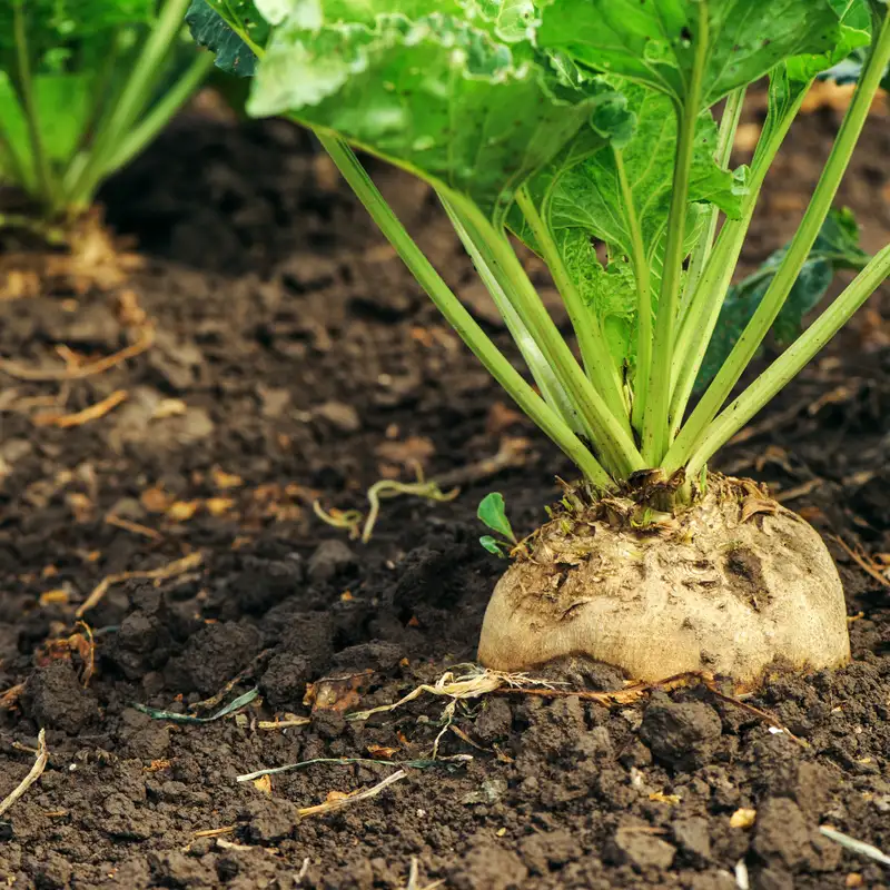 Sugarbeet nutrient management