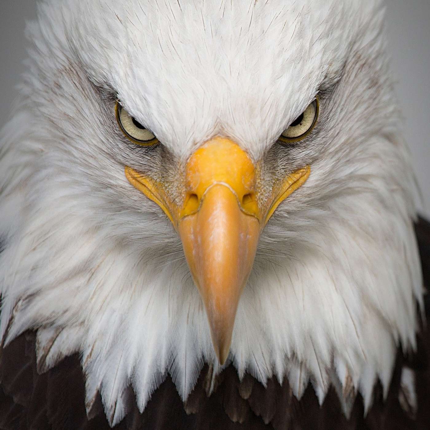 Biz Whip Podcast Show