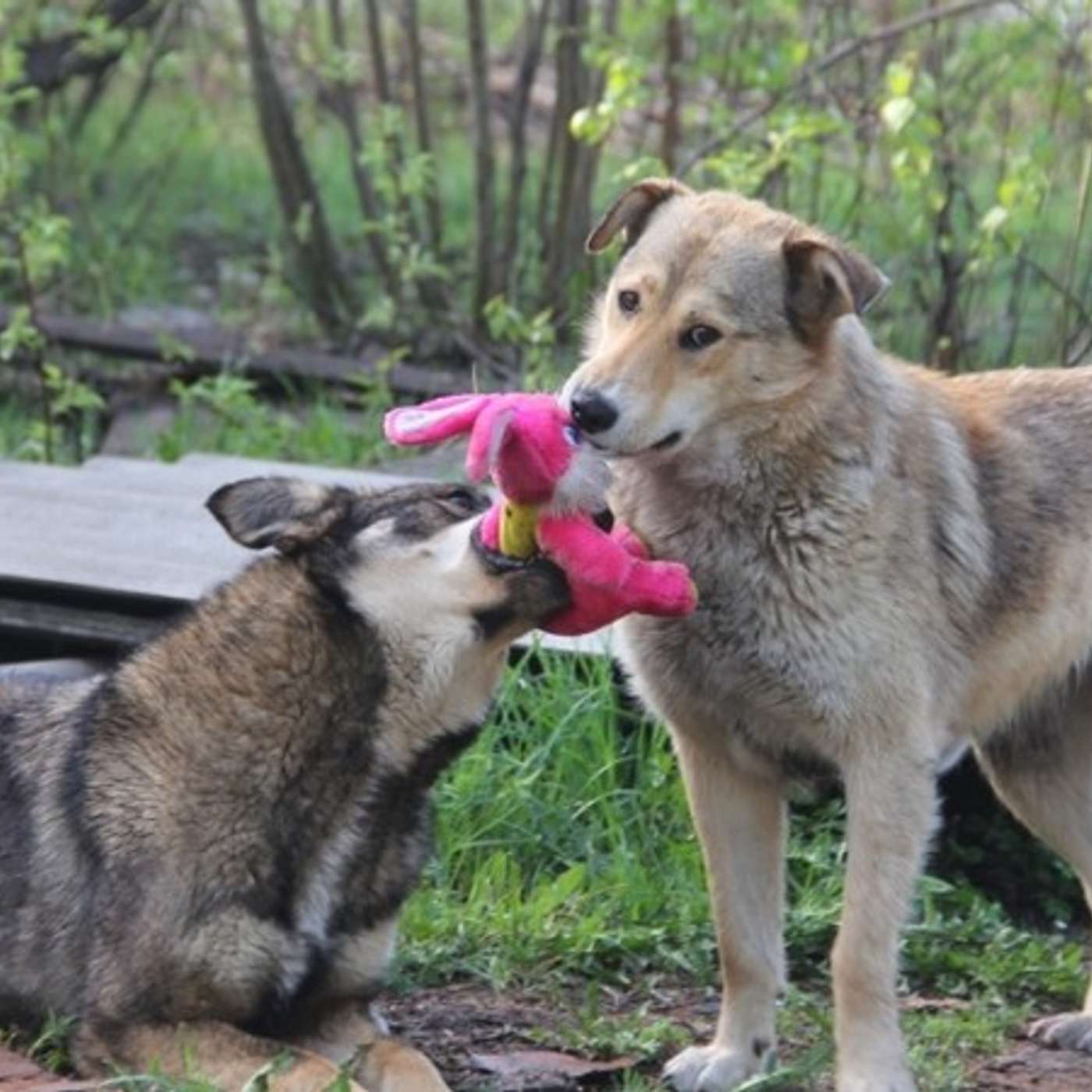 “Страшно за людей и детей”. Почему собаки стали угрозой для жителей северных регионов России