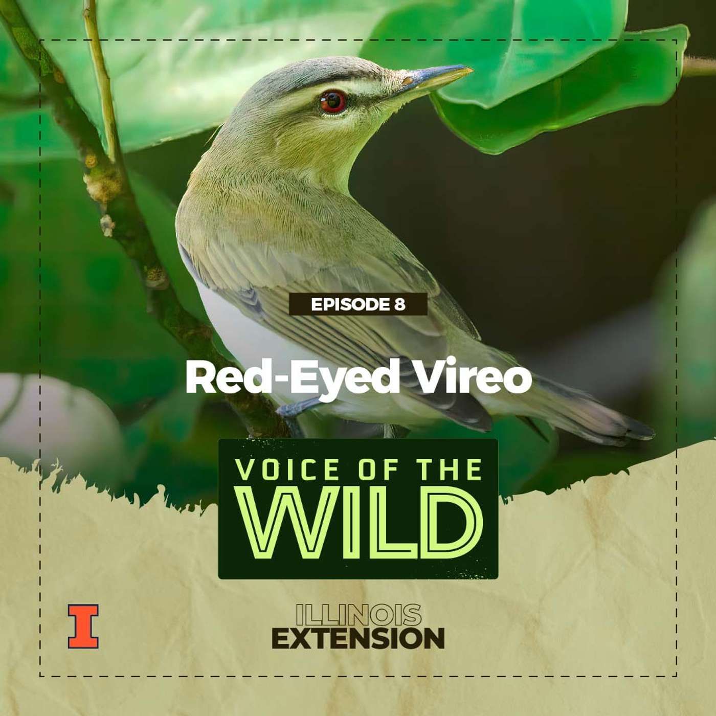 Episode 8: Red-Eyed Vireo – Voice of the Wild episode artwork