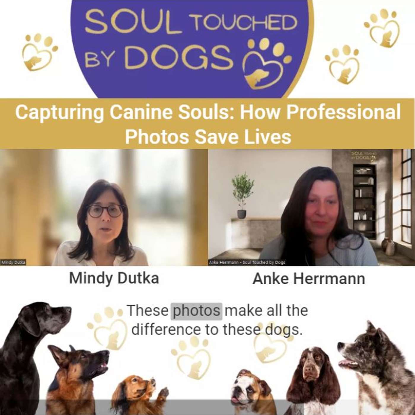 Mindy Dutka - Capturing Canine Souls: How Professional Photos Save Lives
