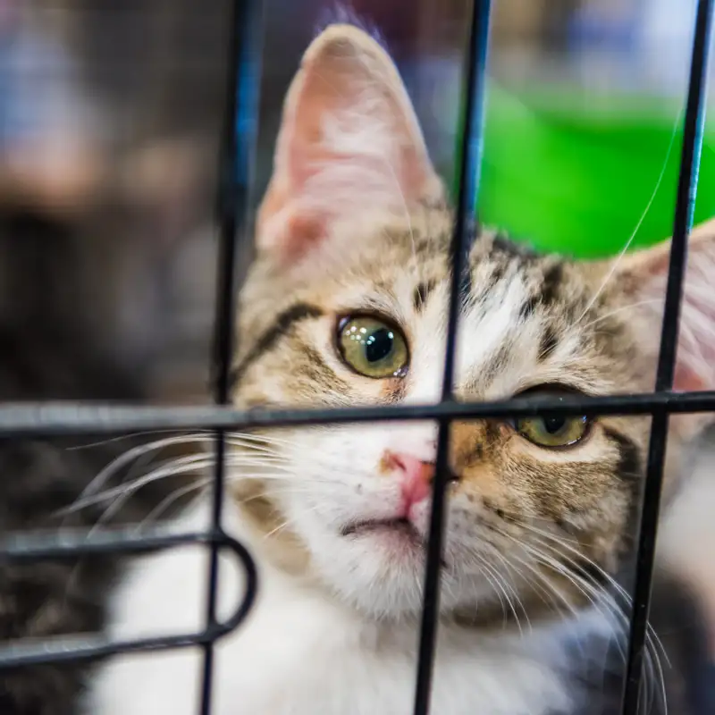 Quieting the Kennel: How Science and Sound Are Changing Pet Care Environments