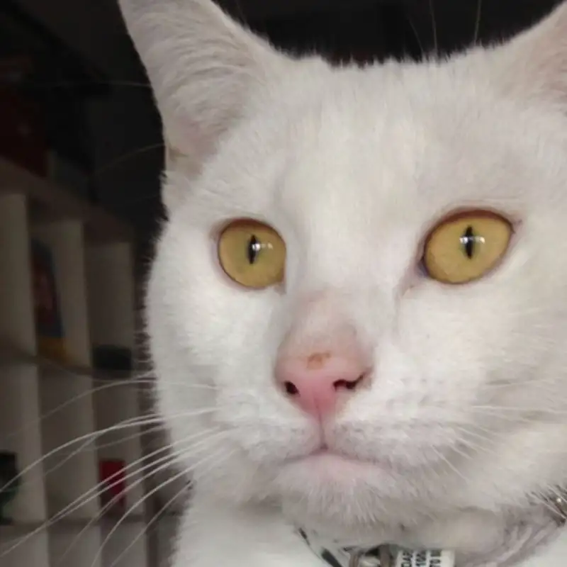  Now She Lives In A Flat [Audio Flux] 