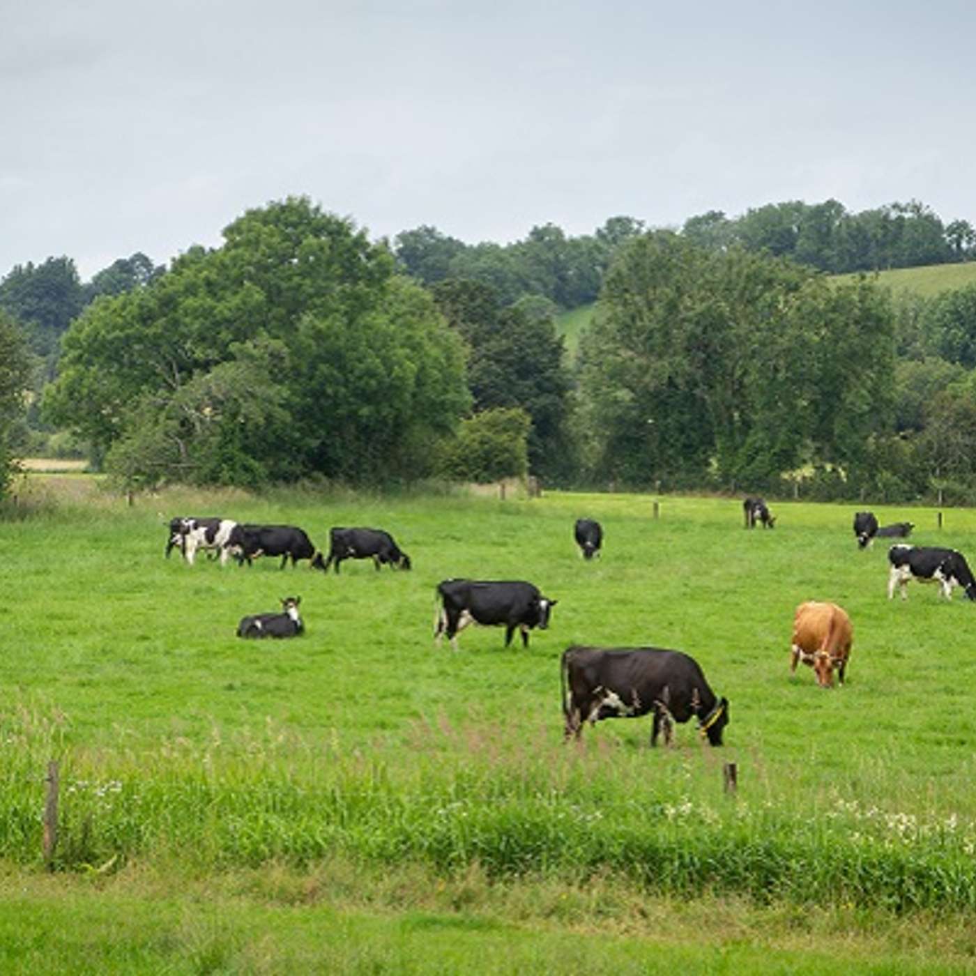 Advisor Update - Managing current grass and winter feed supply