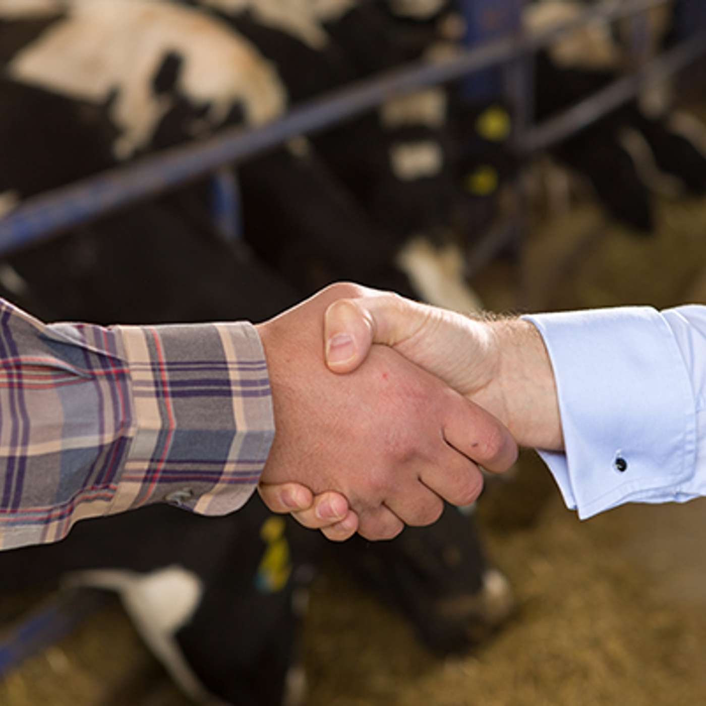 Collaborative Farming Options